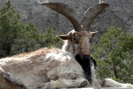 Message Sent: Justice Served Swiftly to Markhor Poachers in Pakistan
